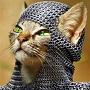 Мартовский_котя (12)