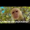 бандерлоггг